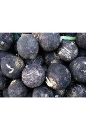 Tohum Siyah Turp Tohumu Kara Turp Tohumu + 50 Adet thumbnail 3