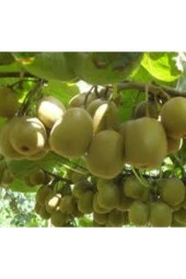 Tohum Kivi Ağacı Tohumu Yeşil Tatlı Kivi Tohumu Sürpriz Hediye Bonsai Ağacı Tohumludur  10 Adet thumbnail 3