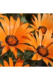 10 Adet Tohum Nadir Afrika Papatyası Çiçeği Tohumu Saksı Toprak Sürpriz Hediye Tohumludur thumbnail 3