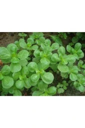 50 Adet Tohum Semiz Otu Tohumu Semizotu Tohumu thumbnail 3