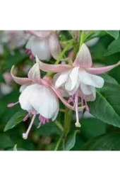 10 Adet Tohum Nadir Pembe Küpeli Tohumu thumbnail 2