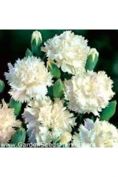 10 Adet Tohum Beyaz Karanfil Çiçeği Tohumu thumbnail 3