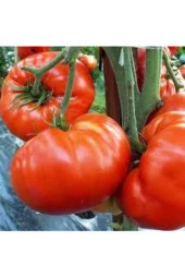 Tohum Orjinal Köy Domatesi Tohumu 20 Adet thumbnail 4