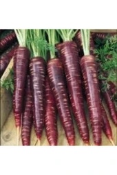 50 Adet Tohum Eko Paket Esvet Mor Havuç Şalgam Tohumu Sürpriz Hediye Tohumludur thumbnail 1