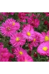 5 Adet Tohum Nadir Bulunan Saraypatı Saray Patı Çiçeği Tohumu Saksı Toprak Hediyemizdir Hediye Tohum thumbnail 1