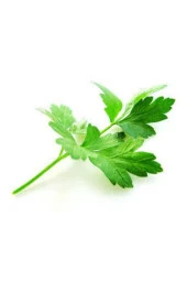 Tohum Geniş Yaprak Maydonoz Tohumu 250 Adet thumbnail 2