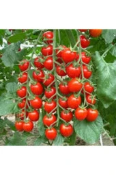 20 Adet Tohum Süper Paket Cherry Domates Tohumu Saksılık Süpriz Hediye Tohumludur thumbnail 2