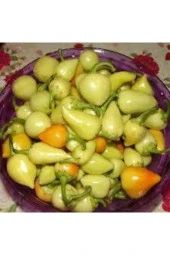 20 Adet Tohum Acı Süs Biberi Tohumu Fındık Biberi Tohumu Topak Biber Tohum Saksı Torak Hediye thumbnail 4