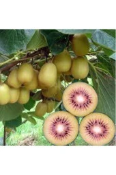 5 Adet Tohum Bodur Kivi Ağacı Tohumu thumbnail 2