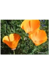 10 Adet Tohum Acem Lalesi Çiçek Tohumu Acem Lalesi Çiçeği Hediye Tohumludur thumbnail 2