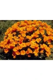 10 Adet Tohum Acem Lalesi Çiçek Tohumu Acem Lalesi Çiçeği Hediye Tohumludur thumbnail 3