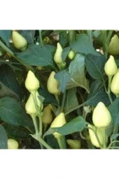 20 Adet Tohum Acı Süs Biberi Tohumu Fındık Biberi Tohumu Topak Biber Tohum Saksı Torak Hediye thumbnail 2