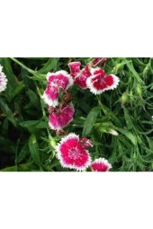 10 Adet Tohum Nadir Bulunan Çin Karanfili Çiçeği Tohum Çiçek Tohumu Karanfil Çiçeği Çin thumbnail 3