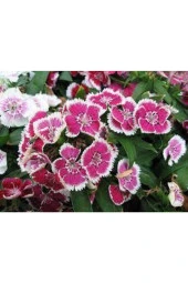 10 Adet Tohum Nadir Bulunan Çin Karanfili Çiçeği Tohum Çiçek Tohumu Karanfil Çiçeği Çin thumbnail 4