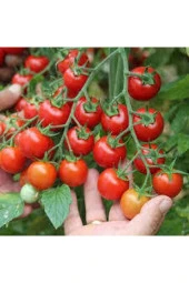 Tohum Süper Paket Cherry Domates Ata Tohum 150 Adet thumbnail 1