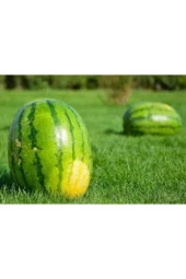 Diyarbakır Karpuzu Tohumu 75 Adet Tohum thumbnail 1