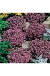 5 Adet Tohum Kraliyet Halısı Tohumu thumbnail 4