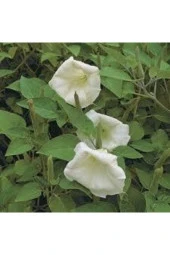 10 Adet Tohum Gece Güzeli Çiçek Tohumu Gece Güzeli Çiçeği Tohum Saksı Toprak thumbnail 4