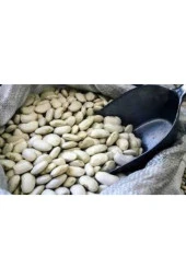 500 Adet Tohum Beyaz Fasulye Tohumu thumbnail 3