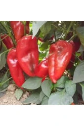 20 Adet Tohum Çok Acı Tayland Acı Biber Tohumu Hediye Tohumlu thumbnail 1