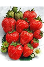 10 Adet Tohum Dev Çilek Tohumu Çilek Tohumu Güney Amercica Çileği Saksı Toprak Sürpriz Hediye Tohum thumbnail 2