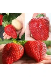 10 Adet Tohum Dev Çilek Tohumu Çilek Tohumu Güney Amercica Çileği Saksı Toprak Sürpriz Hediye Tohum thumbnail 4