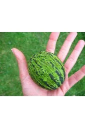 5 Adet Tohum Kelek Tohumu Turşuluk Kelek Tohumu Yeşil Kelek Sürpriz Hediye Tohumla Gönderilir thumbnail 2