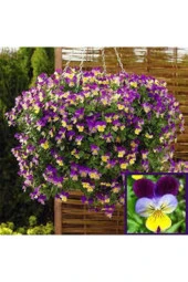 10 Adet Tohum Hercai Çiçek Tohumu thumbnail 2