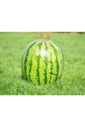 50 Adet Tohum Büyük Iri Boy Siyah Kara Bal Karpuz Yerli Ata Tohum Sürpriz Tohum thumbnail 2