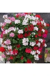 5 Adet Tohum Kraliyet Halısı Tohumu thumbnail 1