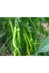 50 Adet Tohum Burkalem Biber Tohumu thumbnail 1