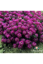 5 Adet Tohum Kraliyet Halısı Tohumu thumbnail 2