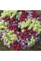 5 Adet Tohum Kraliyet Halısı Tohumu thumbnail 3