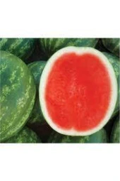 5 Adet Tohum Ithal Thailand Çekirdeksiz Karpuz Ata Tohum thumbnail 3