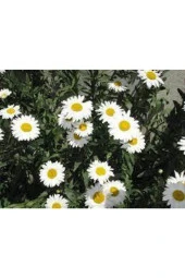 20 Adet Tohum Papatya Tohumu Dev Papatya Tohumu Saksı Toprak Sürpriz Hediye Çiçek Tohumuludur thumbnail 1