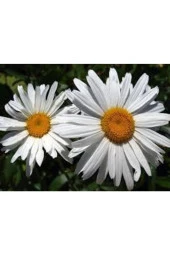 20 Adet Tohum Papatya Tohumu Dev Papatya Tohumu Saksı Toprak Sürpriz Hediye Çiçek Tohumuludur thumbnail 2