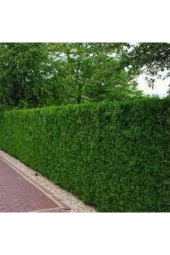 50 Adet Tohum Çit Mazı Tohumu thumbnail 3