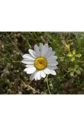 20 Adet Tohum Papatya Tohumu Dev Papatya Tohumu Saksı Toprak Sürpriz Hediye Çiçek Tohumuludur thumbnail 4