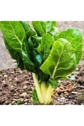 50 Adet Tohum Yerli Pazı Doğal Pazı Ata Tohum thumbnail 4