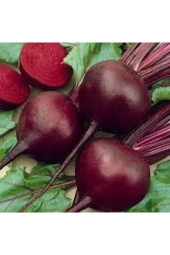 20 Adet Tohum Çok Faydalı Kırmızı Pancar Tohumu Ata Tohum Kırmızı Pancar Tohumu Sürpriz thumbnail 1