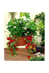 10 Adet Tohum Ithal Nadir Saksılık Çilek Tohumu Yediveren Çileği Tohumu Süpriz Hediye Tohum thumbnail 1