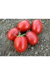 20 Adet Tohum Italyan Rio Grande Domates Tohumu Saksı Toprak Süpriz Hediye Tohum thumbnail 4