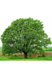 2 Adet Tohum Dev Palamut Ağacı Tohumu Sürpriz Hediye Tohumla Gönderilir thumbnail 1