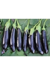 20 Adet Tohum Kemer Palıcan Tphumu Orjinal Yerli Tohum Kemer Patlıcanı Tohumu thumbnail 1