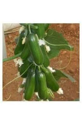 Tohum Yerli Çengelköy Salatalık Tohumu Mis Kokulu Erkenci Köy Salatalık Tohumu Sürpriz Tohum 30adet thumbnail 1