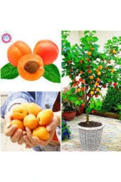 3 Adet Tohum Şekerpare Kayısı Bodur Bonsai Ağaç Tohumu Sürpriz Hediye Tohum thumbnail 1