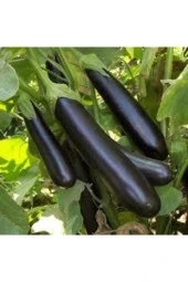 20 Adet Tohum Kemer Palıcan Tphumu Orjinal Yerli Tohum Kemer Patlıcanı Tohumu thumbnail 3