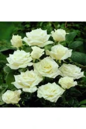 10 Adet Tohum Beyaz Gül Tohumu Nadir Beyaz Gül Tohum Saksı Toprak Hediyelidir thumbnail 2