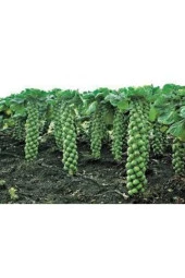 10 Adet Tohum Yerli Bürüksel Lahana Tohumu Süpriz Hediye Tohum Brüksel Lahanası Lahana thumbnail 3