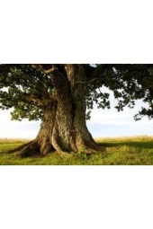 2 Adet Tohum Dev Palamut Ağacı Tohumu Sürpriz Hediye Tohumla Gönderilir thumbnail 2